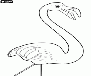 Coloriage Flamingo, un solitaire flamant