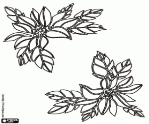 Coloriage Fleur de Noël pour décorer