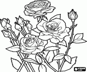 Coloriage Fleurs et bourgeons d'un rosier