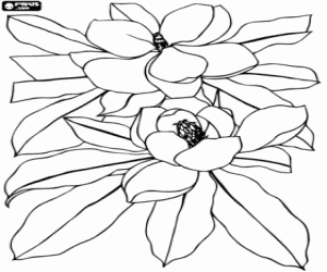 Coloriage Fleurs de Magnolia