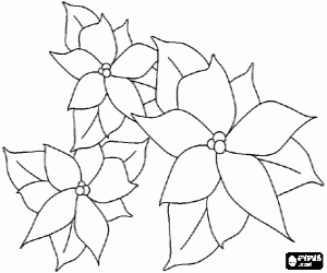 Coloriage Fleurs de Noël