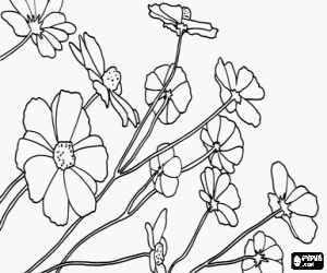 Coloriage Fleurs ornementales, cosmos
