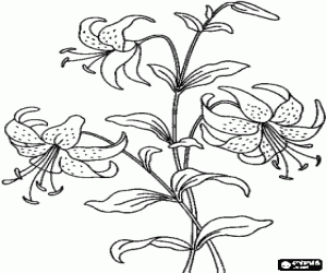 Coloriage Les fleurs d'un lis