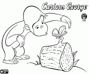 Coloriage George le curieux et le papillon