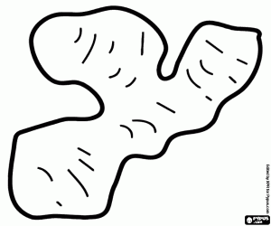 Coloriage Le gingembre, un rhizome