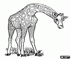 Coloriage Girafe avec le cou vers le bas