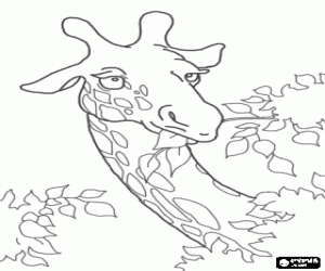 Coloriage La girafe mangeant feuilles
