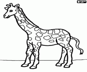 Coloriage Girafe, vue de côté