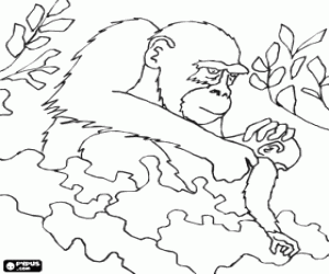 Coloriage Gorilla avec son bébé parmi les plantes