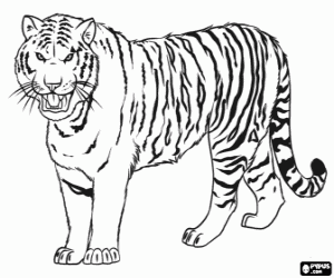 Coloriage Le grand tigre de Sibérie