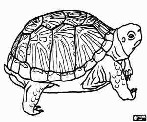 Coloriage Grand tortue terrestre
