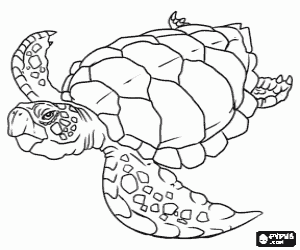 Coloriage Grande tortue de mer à negant