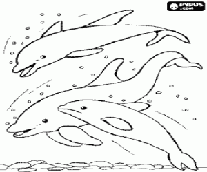 Coloriage Groupe de dauphins en sautant