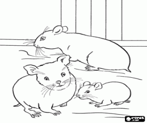 Coloriage Les hamsters, animaux rongeurs