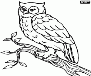 Coloriage Hibou sur une branche