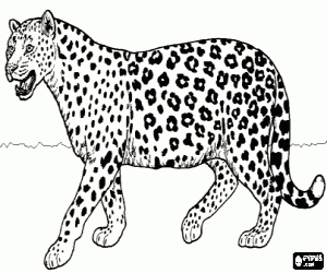 Coloriage Jaguar