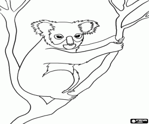Coloriage Koala, un marsupial australien