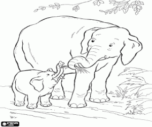 Coloriage L'éléphant nourrit l'éléphanteau