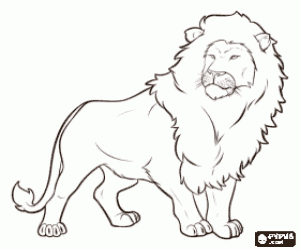 Coloriage Le lion mâle avec sa crinière