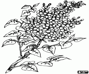 Coloriage Lilas en fleurs