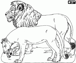 Coloriage Lion et lionne
