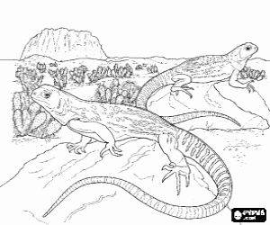 Coloriage Lézards sur les rochers du désert