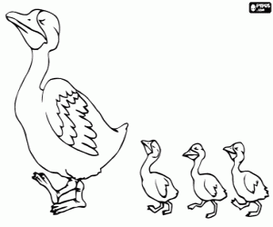 Coloriage Maman canard et ses canetons