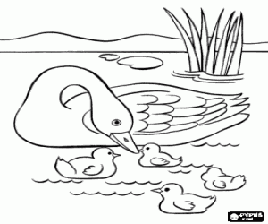 Coloriage Maman canard nageant avec ses canetons