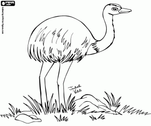 Coloriage Le nandou, un oiseau d’Amérique du Sud