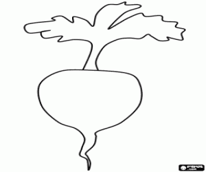 Coloriage Le navet est un légume