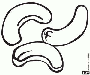 Coloriage Les noix de cajou, les graines