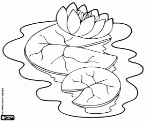 Coloriage Nénuphar