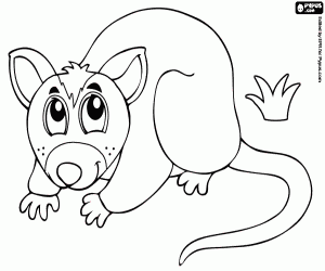 Coloriage Opossum, un marsupial Australien