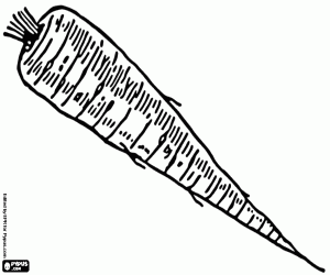 Coloriage Le panais, une racine comestible