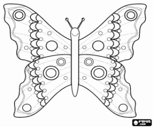 Coloriage Papillon disséqué