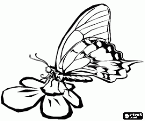 Coloriage Papillon sur une fleur