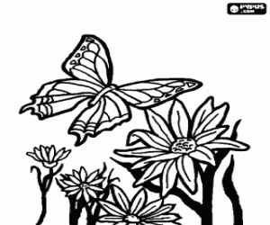 Coloriage Papillon survolant les fleurs