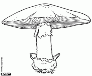 Coloriage Les parties d'un champignon