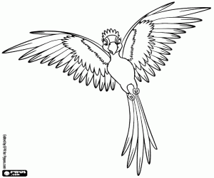 Coloriage Perla fait étalage de ses plumes