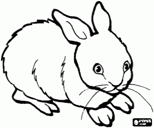 Coloriage Petit lapin avec de longues moustaches