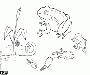 Coloriage Phases de la vie de la grenouille