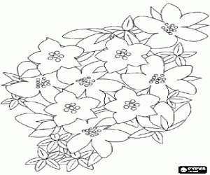 Coloriage Plante de fleurs comestibles