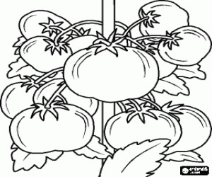 Coloriage Plante de tomate avec ses fruits, les tomates
