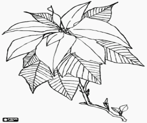 Coloriage Poinsettia, fleur de Noël