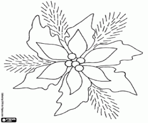 Coloriage Poinsettia