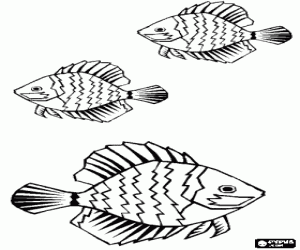 Coloriage Poissons à raies avec de grandes nageoires