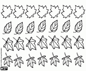 Coloriage Quatre types de feuilles d'arbres