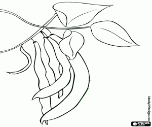 Coloriage Quelques haricots verts