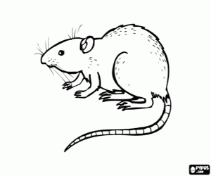Coloriage Rat, animal rongeur