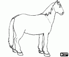 Cheval